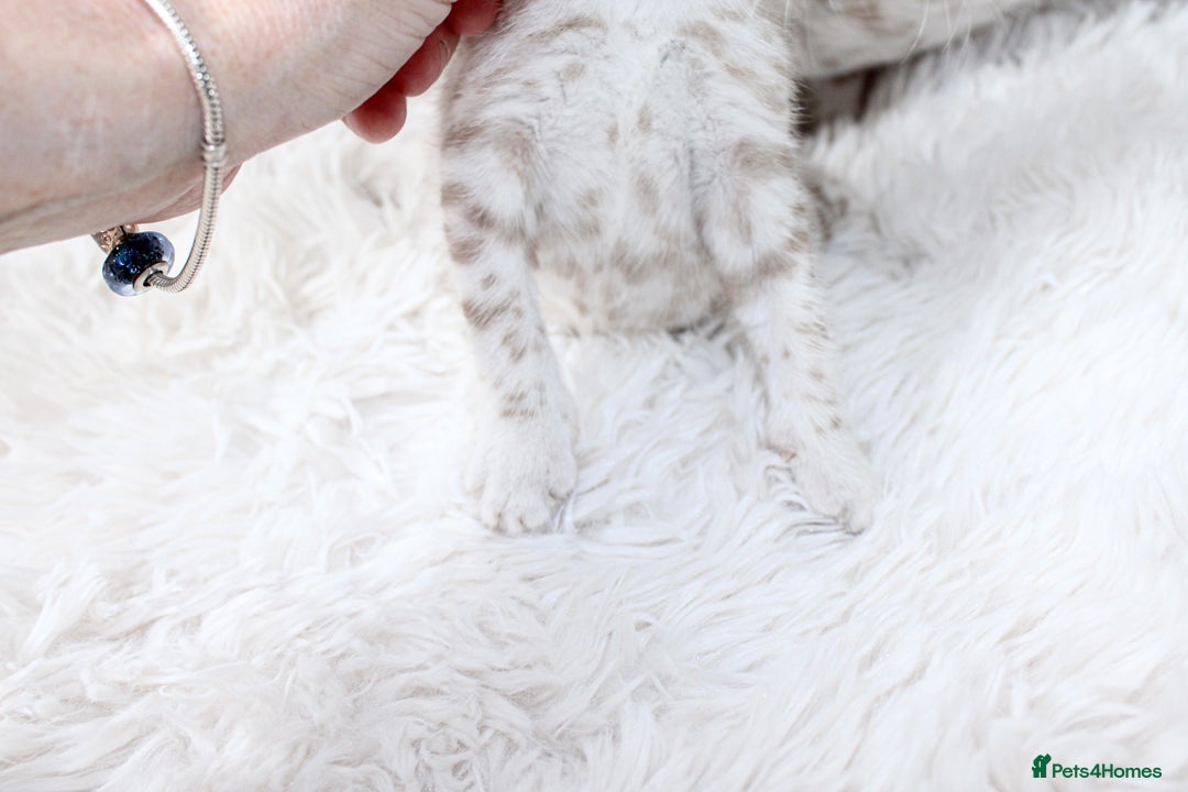Bengal cats for sale: 😻OUTSTANDING SHOW BENGALS. SHOW WINNING PARENTS🏆 - Image 17