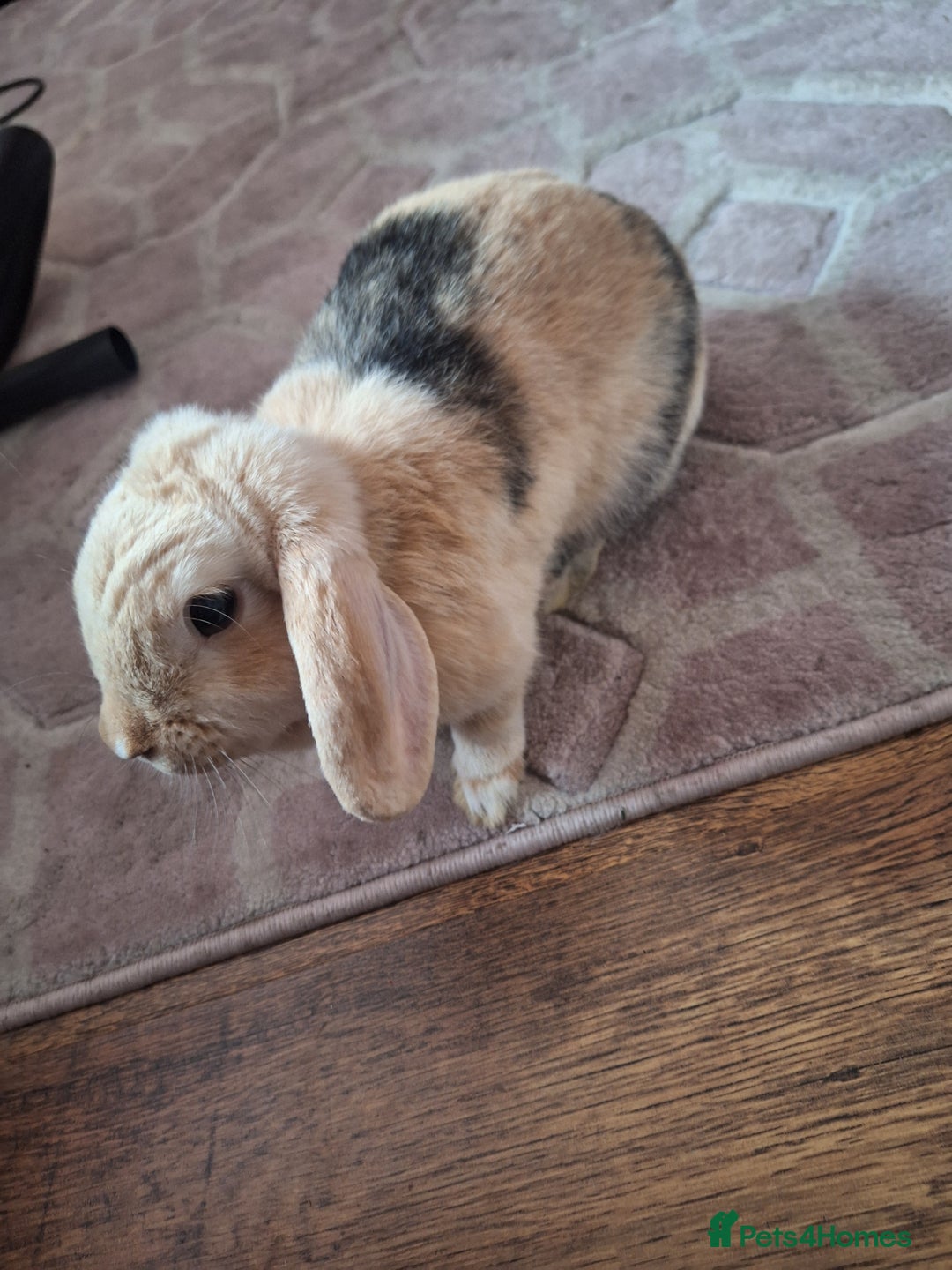 Mixed Breed rabbits for sale: Rabbit - Image 3