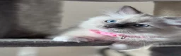 Ragdoll cats for sale: 🩵Stunning Blue Mitted Ragdoll Kitens🩵 - Advert 1