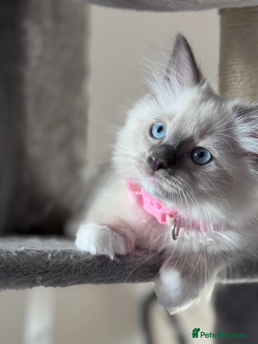 Ragdoll cats for sale: 🩵Stunning Blue Mitted Ragdoll Kitens🩵 - Advert 1