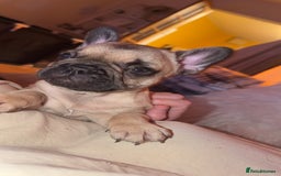 French Bulldog dogs for sale: 3 beautiful french bulldogs  - Image 8