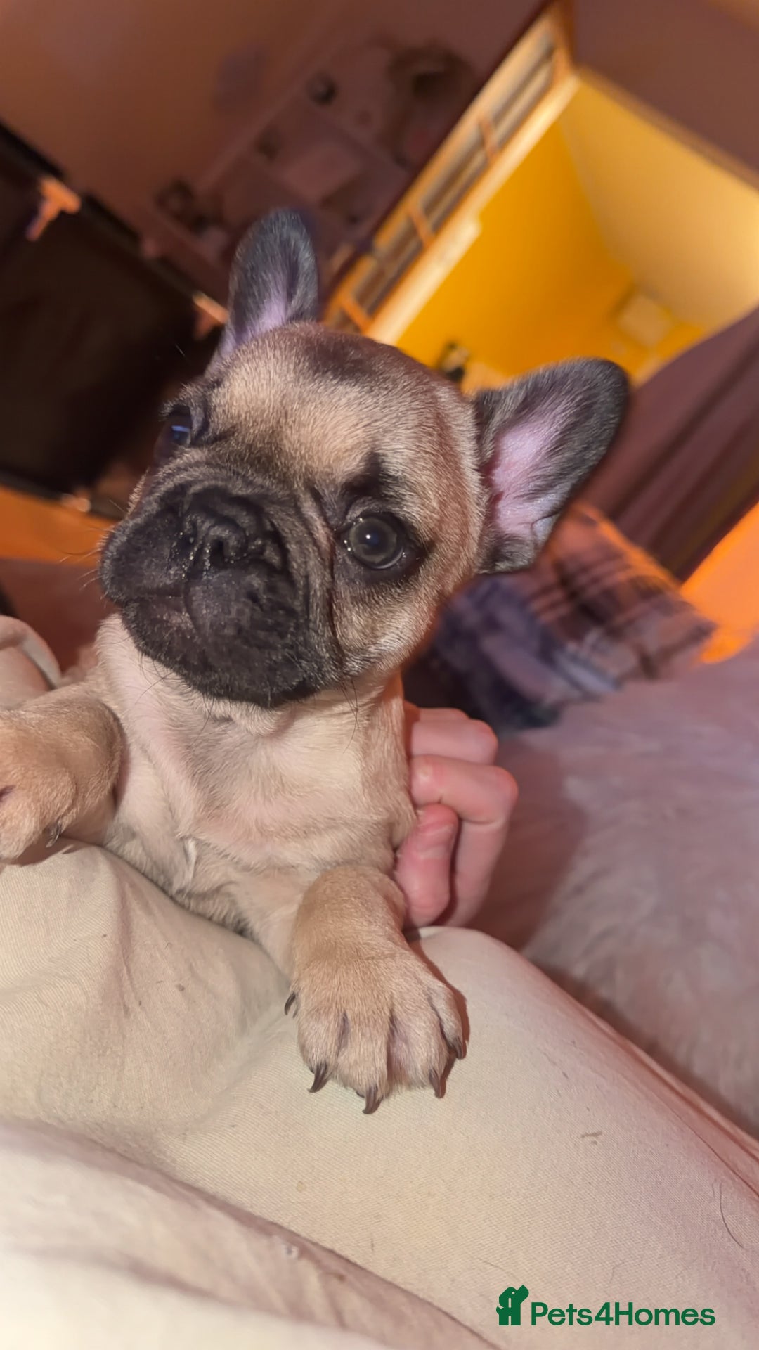 French Bulldog dogs for sale: 3 beautiful french bulldogs  - Image 8