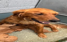 Golden Retriever dogs for sale: Working strain golden retriever puppies  - Image 3