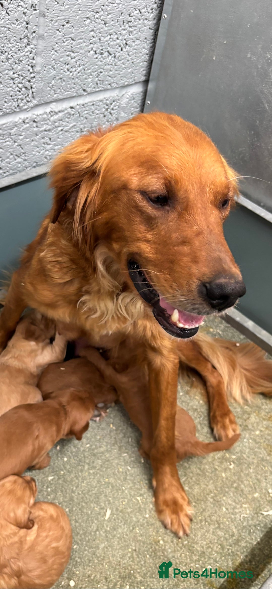 Golden Retriever dogs for sale: Working strain golden retriever puppies  - Image 3