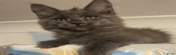 Maine Coon cats for sale: Large female Maine Coon kittens  - Advert 5