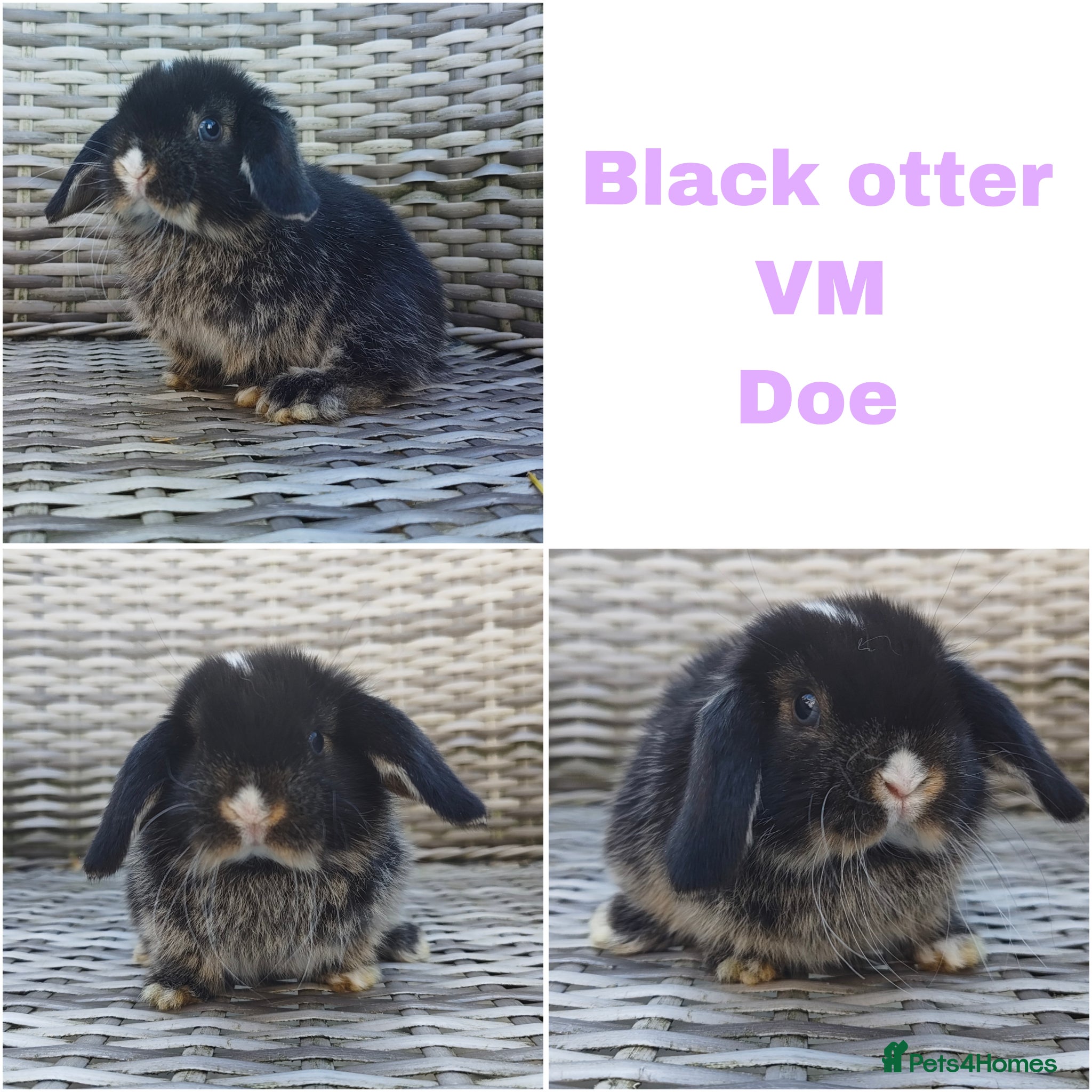 Mini Lop rabbits Stunning mini lops available for reserve  - Advert 6