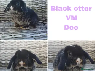 Mini Lop rabbits Stunning mini lops available for reserve - Advert 6