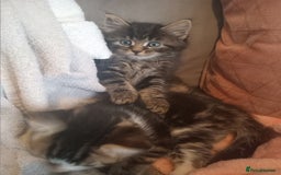 Mixed Breed cats for sale: From Our Loving Home to Yours - Image 13