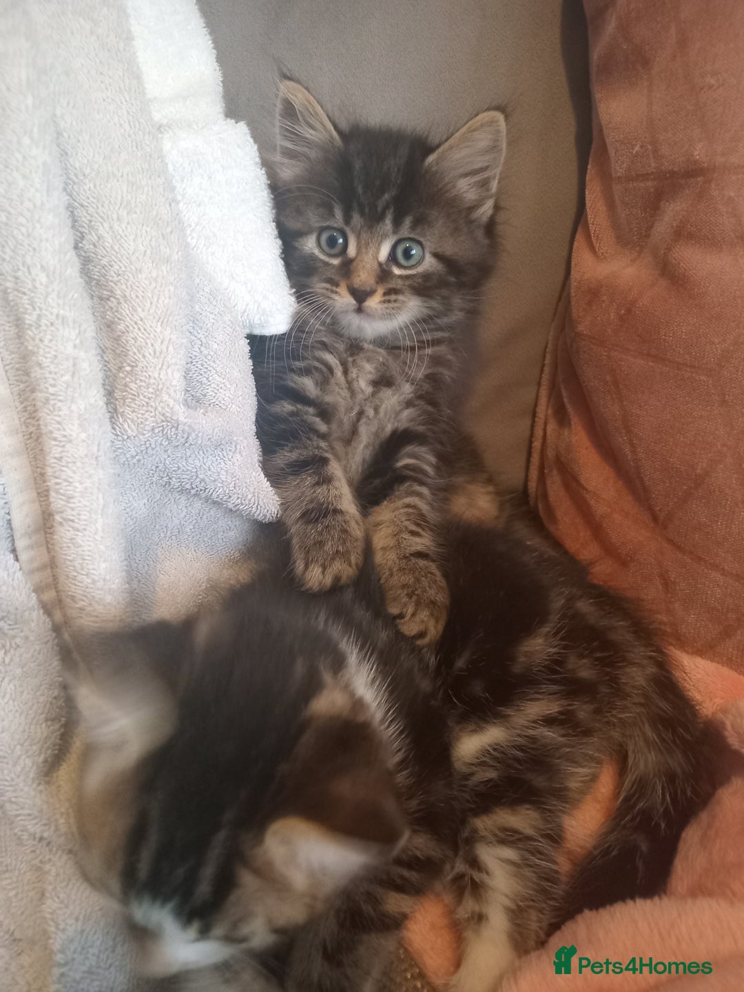 Mixed Breed cats for sale: From Our Loving Home to Yours - Image 13