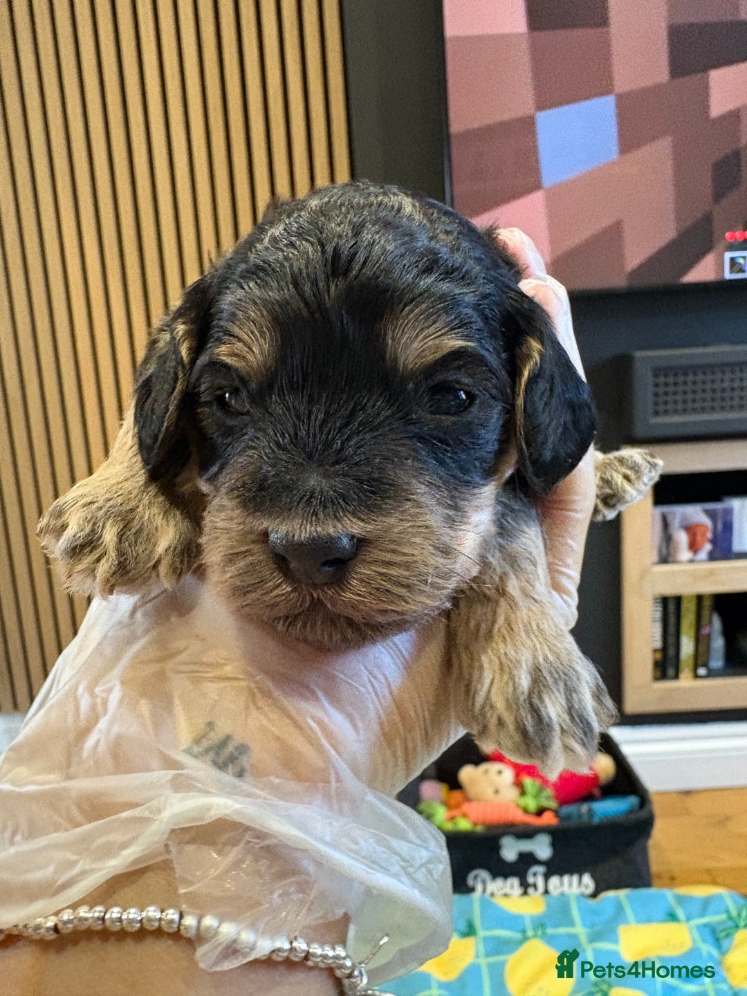 Cockapoo dogs for sale: ✨6 cockapoo puppies looking for forever home ✨ - Image 2