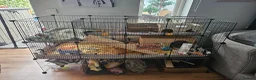 Guinea Pig rodents for sale: Guinea Pigs Rolo and Mo 4 months old in Hereford - Advert 2