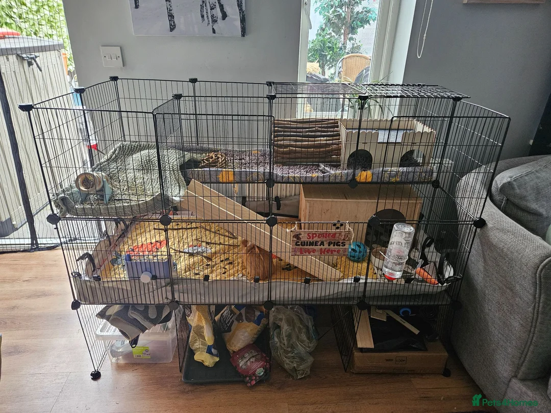 Guinea Pig rodents for sale: Guinea Pigs Rolo and Mo 4 months old in Hereford - Advert 2