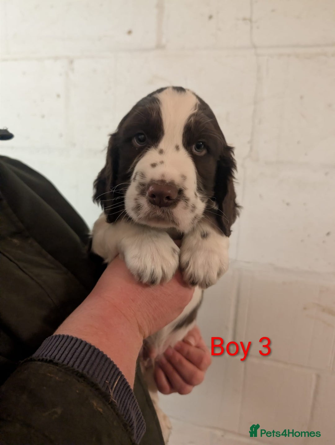 English Springer Spaniel dogs for sale: Beautiful KC Show Line ESS Puppies - Advert 8