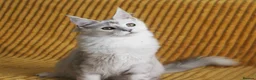Maine Coon cats for sale: Pedigree Silver Shaded Beauties TICA Registered - Advert 15