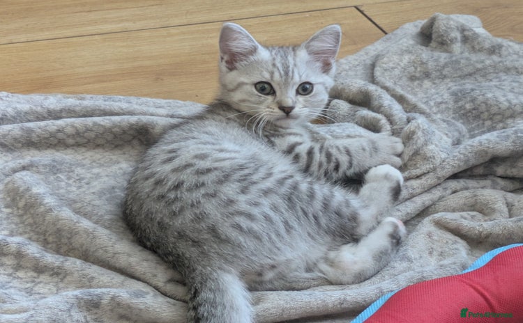 Mixed Breed cats - Advert 1