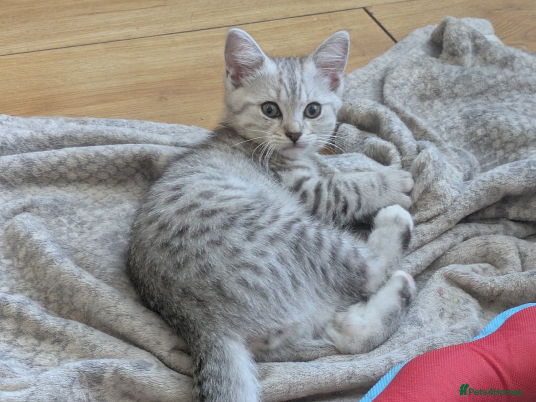 Mixed Breed cats for sale: 2 British Shorthair cross Ragdoll Boys Available  - Image 1