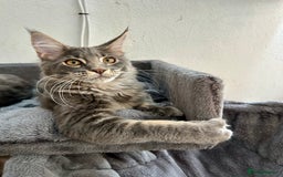 Maine Coon cats for sale: Stunning TICA Registered Maine Coon Boys Available - Image 20