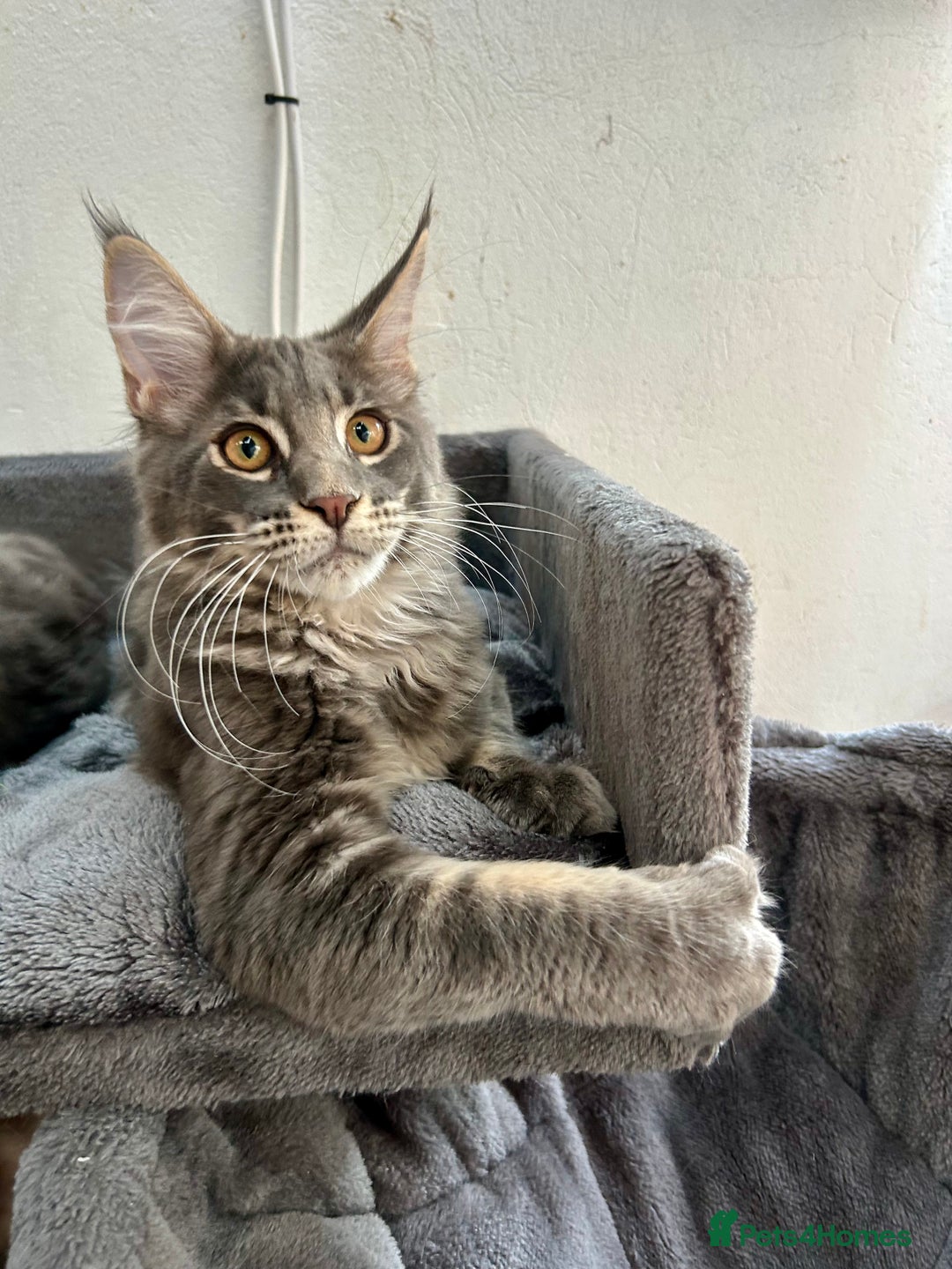 Maine Coon cats for sale: Stunning TICA Registered Maine Coon Boys Available - Image 20
