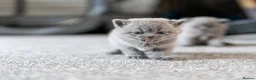 British Shorthair cats for sale: British Shorthair kittens ACTIVE/Non-active - Advert 5