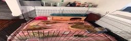 Guinea Pig rodents for sale: 2x Female Bonded Guinea Pigs in Redhill - Advert 7