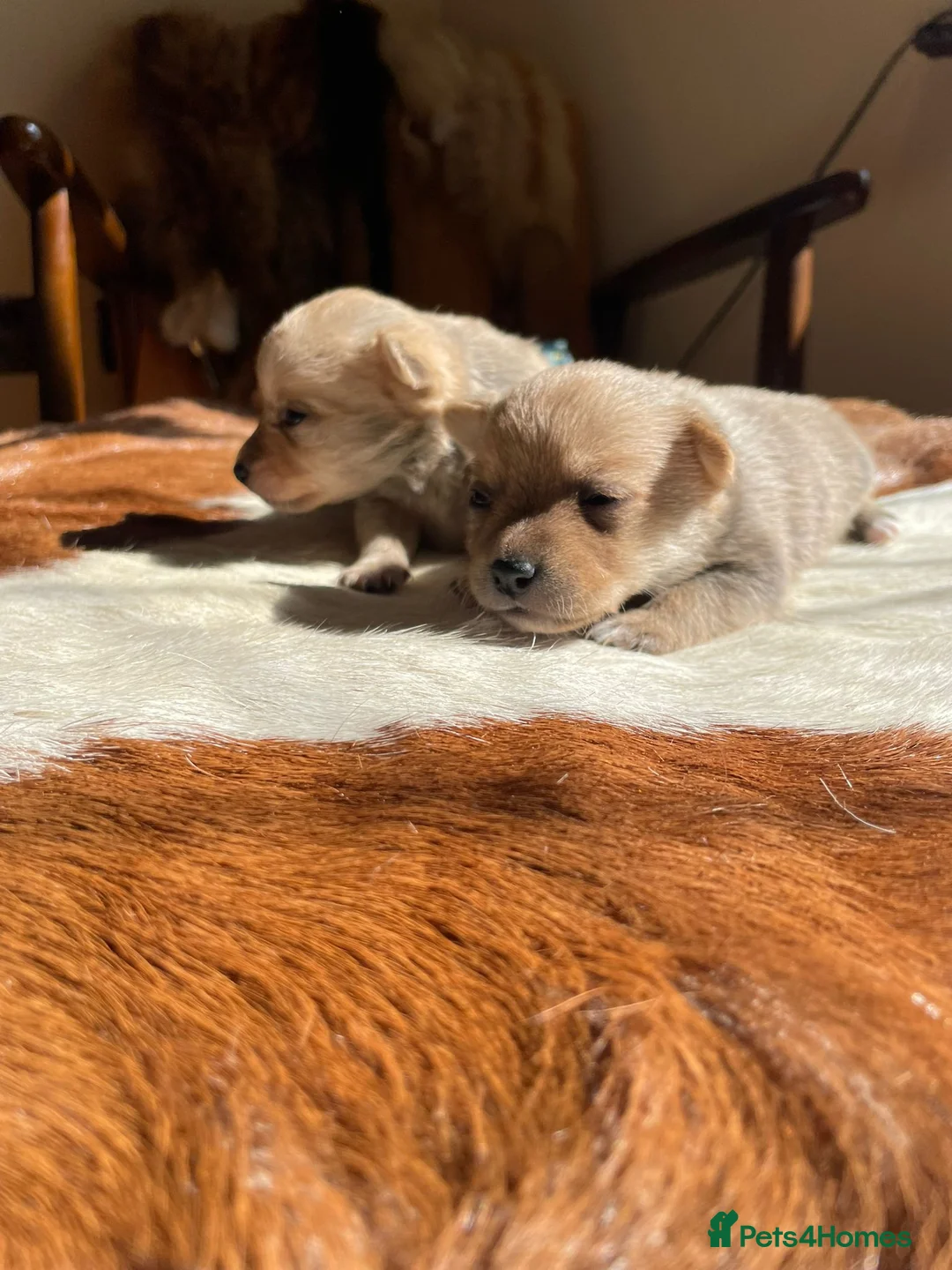 Mixed Breed dogs for sale: Beautiful Pom x puppies for sale  in Nottingham - Advert 2