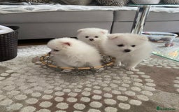 Pomeranian dogs for sale: Lovely Pomeranian - Image 7