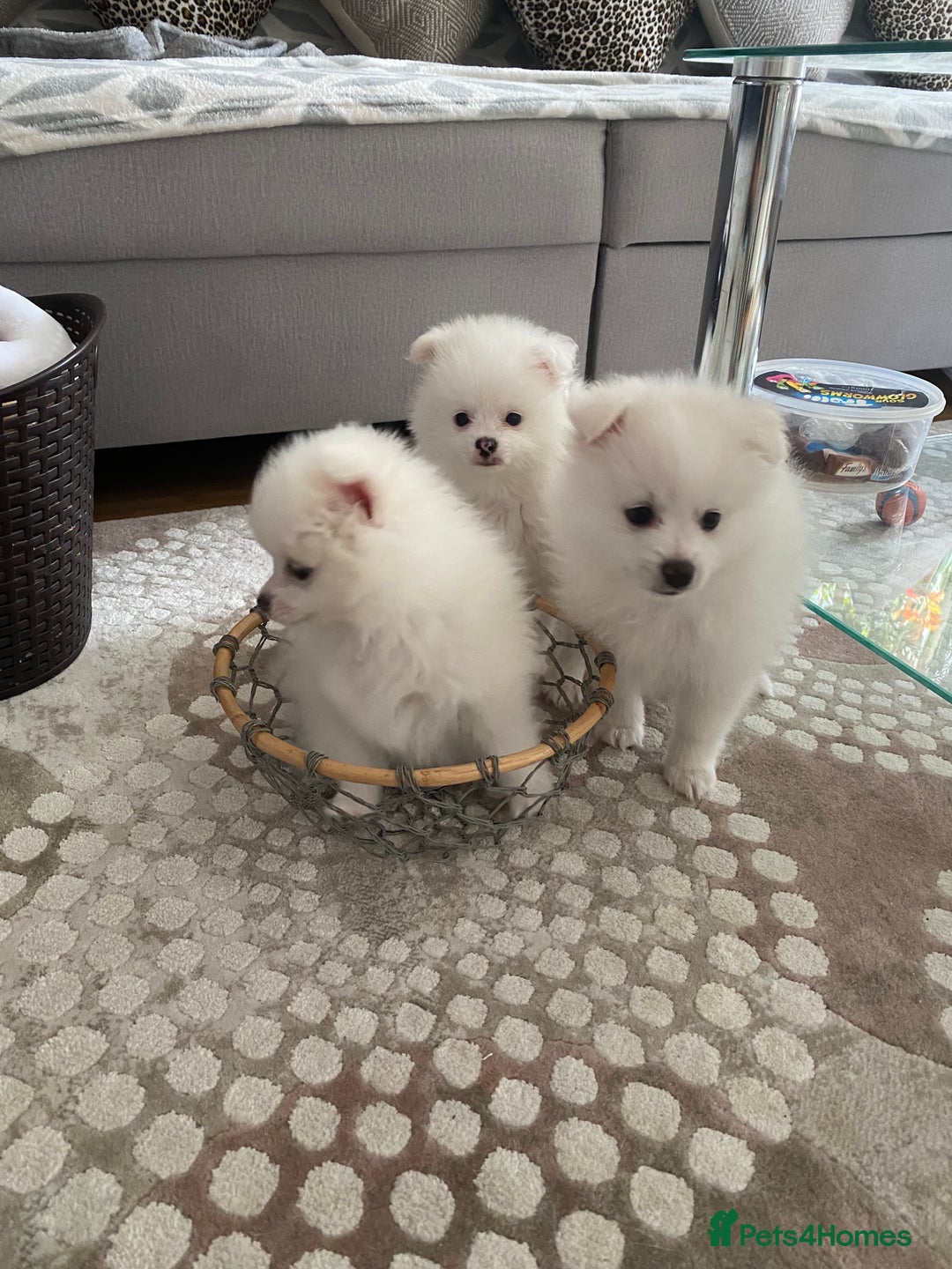Pomeranian dogs for sale: Lovely Pomeranian - Image 7