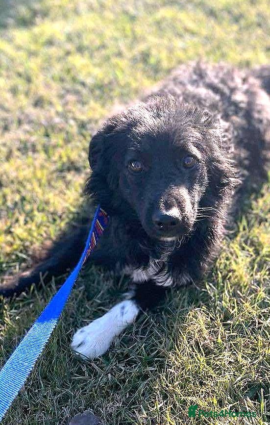 Mixed Breed dogs Daisy, a Beautiful Soul - for a Loving Home - Advert 1