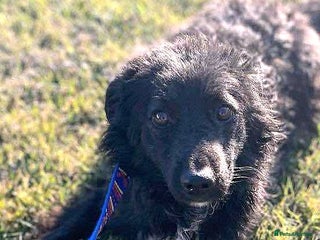 Mixed Breed dogs Daisy, a Beautiful Soul - for a Loving Home - Advert 1