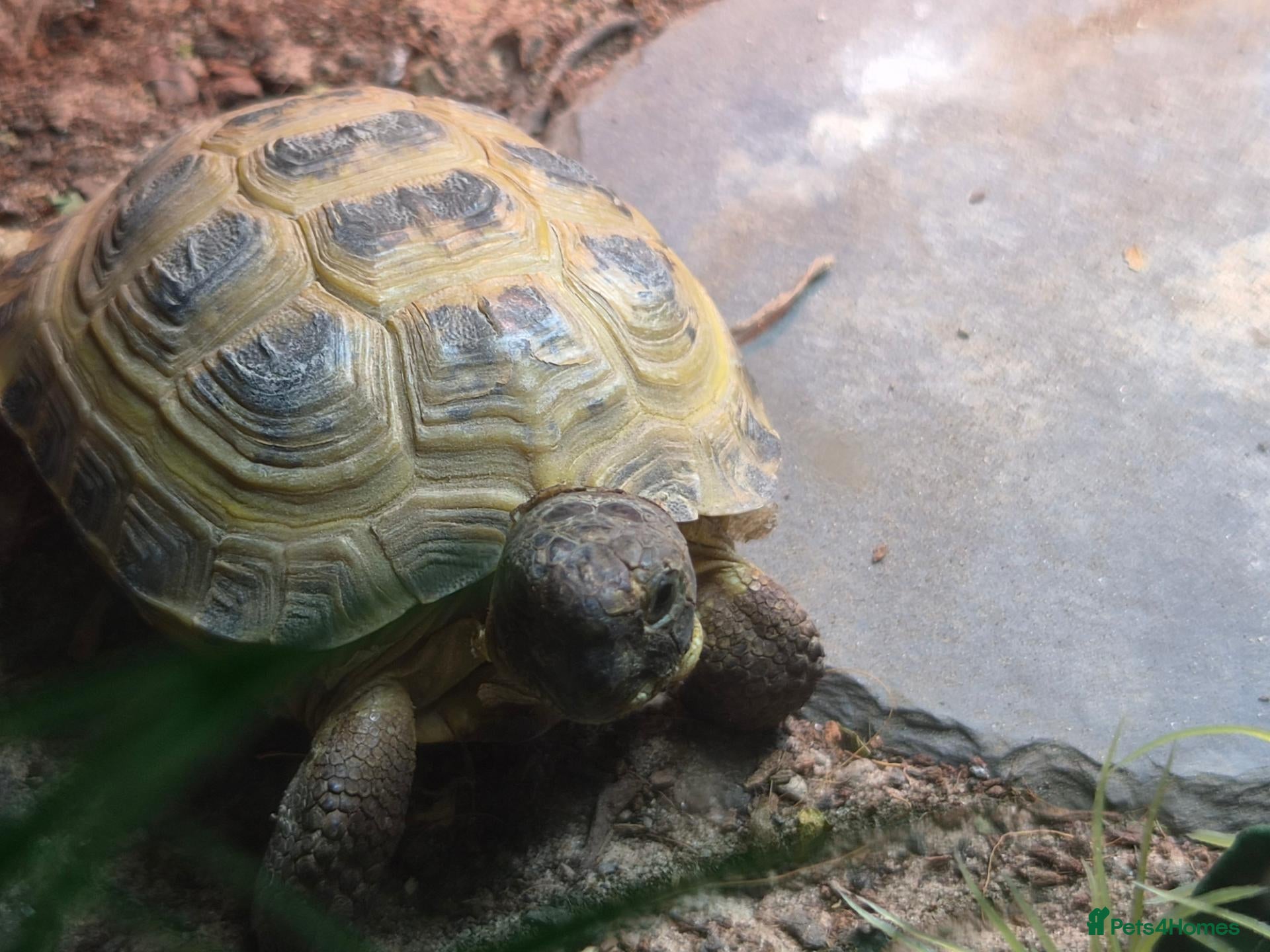 Tortoise reptiles Horsfield tortoise and full set up - Advert 1