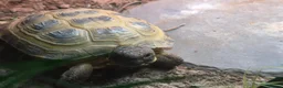 Tortoise reptiles for sale: Horsfield tortoise and full set up - Advert 1