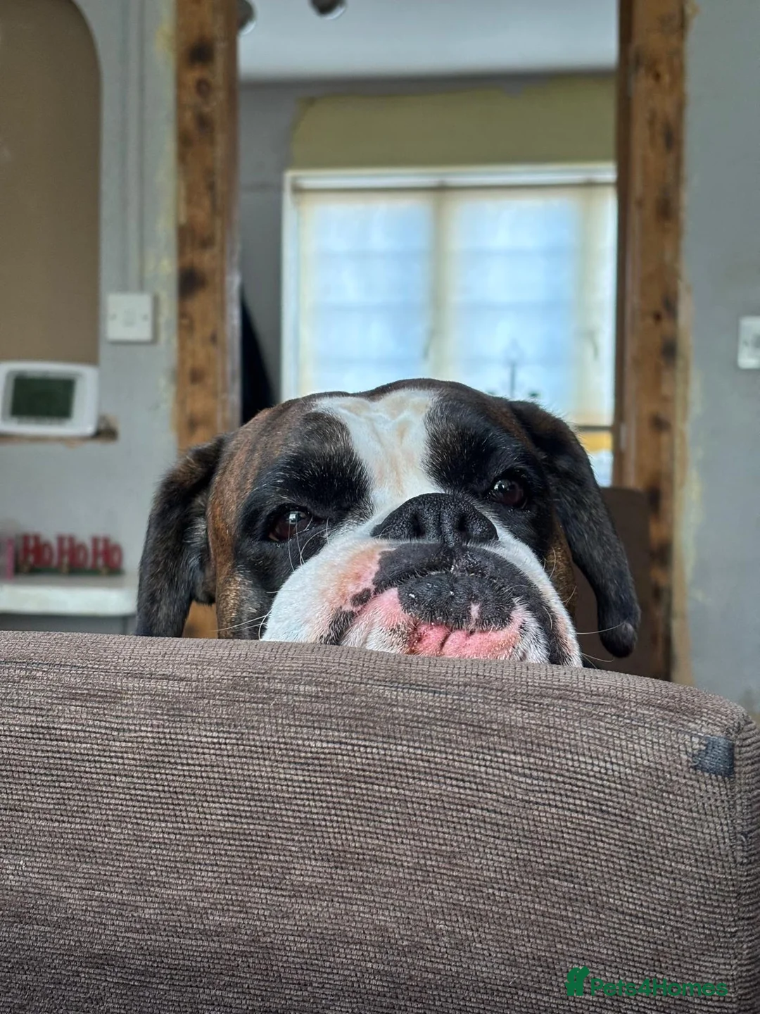 Boxer dogs for sale: 18 Male Boxer KC Registered Experienced Home Only - Advert 5