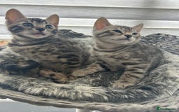 Bengal cats for sale: 🐾 Kittens Looking for a Loving Home! 🐾 - Image 1