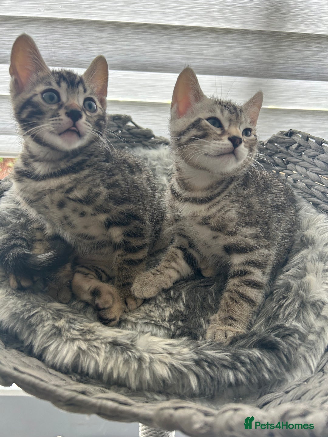 Bengal cats for sale: 🐾 Kittens Looking for a Loving Home! 🐾 - Image 1
