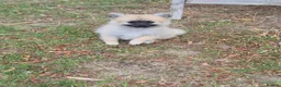 Pomchi dogs for sale: 3/4 Pomeranian (Pomchi's) - Advert 6
