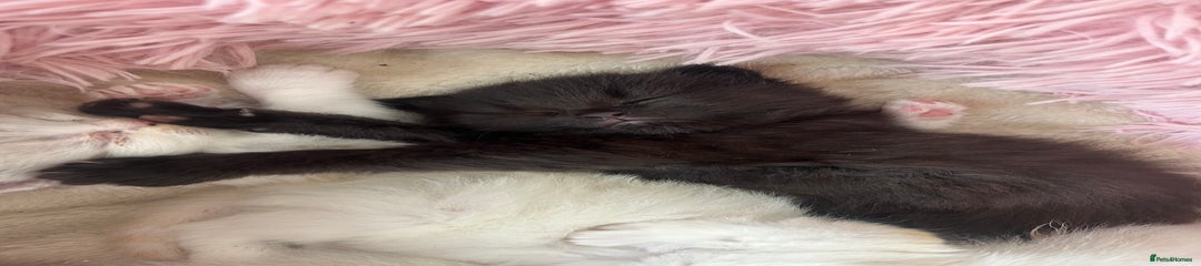Ragdoll Kitten 1