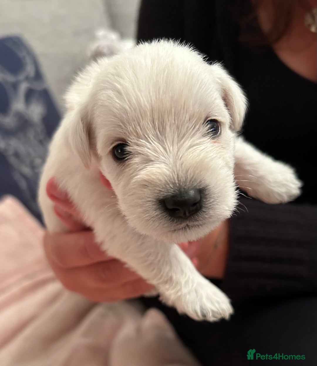 Miniature Schnauzer dogs for sale: Stunning KC Reg Miniature Schnauzers  - Image 7