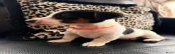 Jack Russell dogs for sale: Jack Russell Puppies  - Advert 9