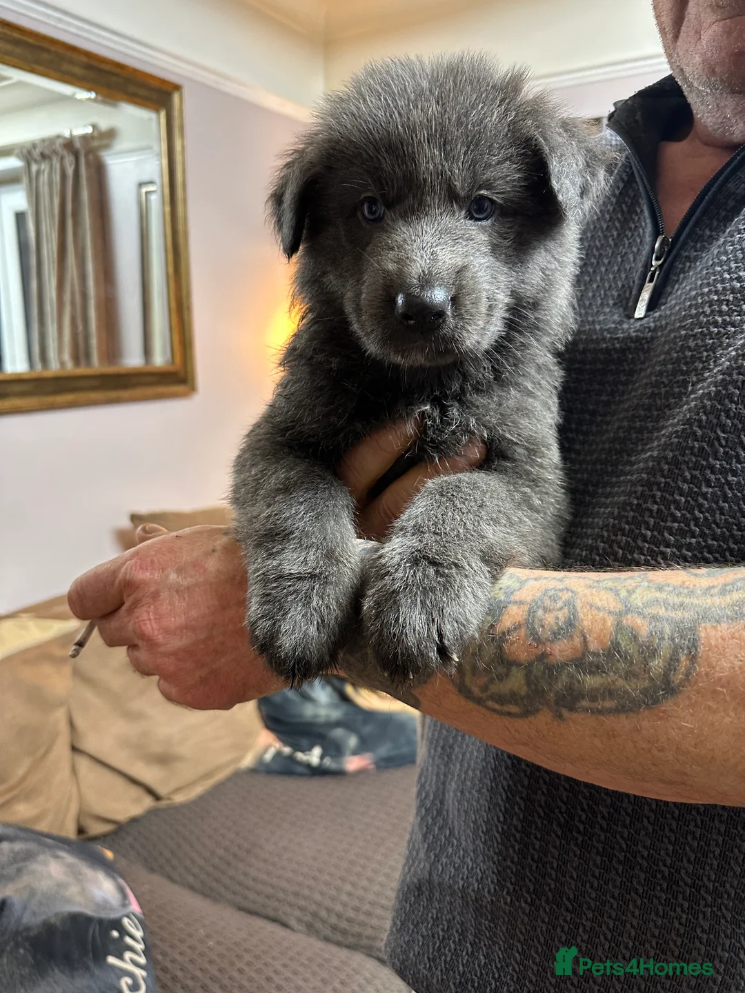 German Shepherd dogs for sale: Beautiful Blue and Black GSD puppies - Advert 10