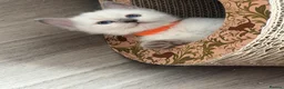 Ragdoll cats for sale: Beautiful TICA Registered Ragdoll Kittens 🩵 - Advert 22