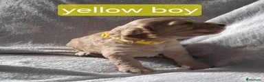 Cockapoo 3