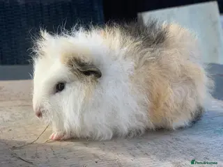 Guinea Pig rodents Swiss sow - Advert 5