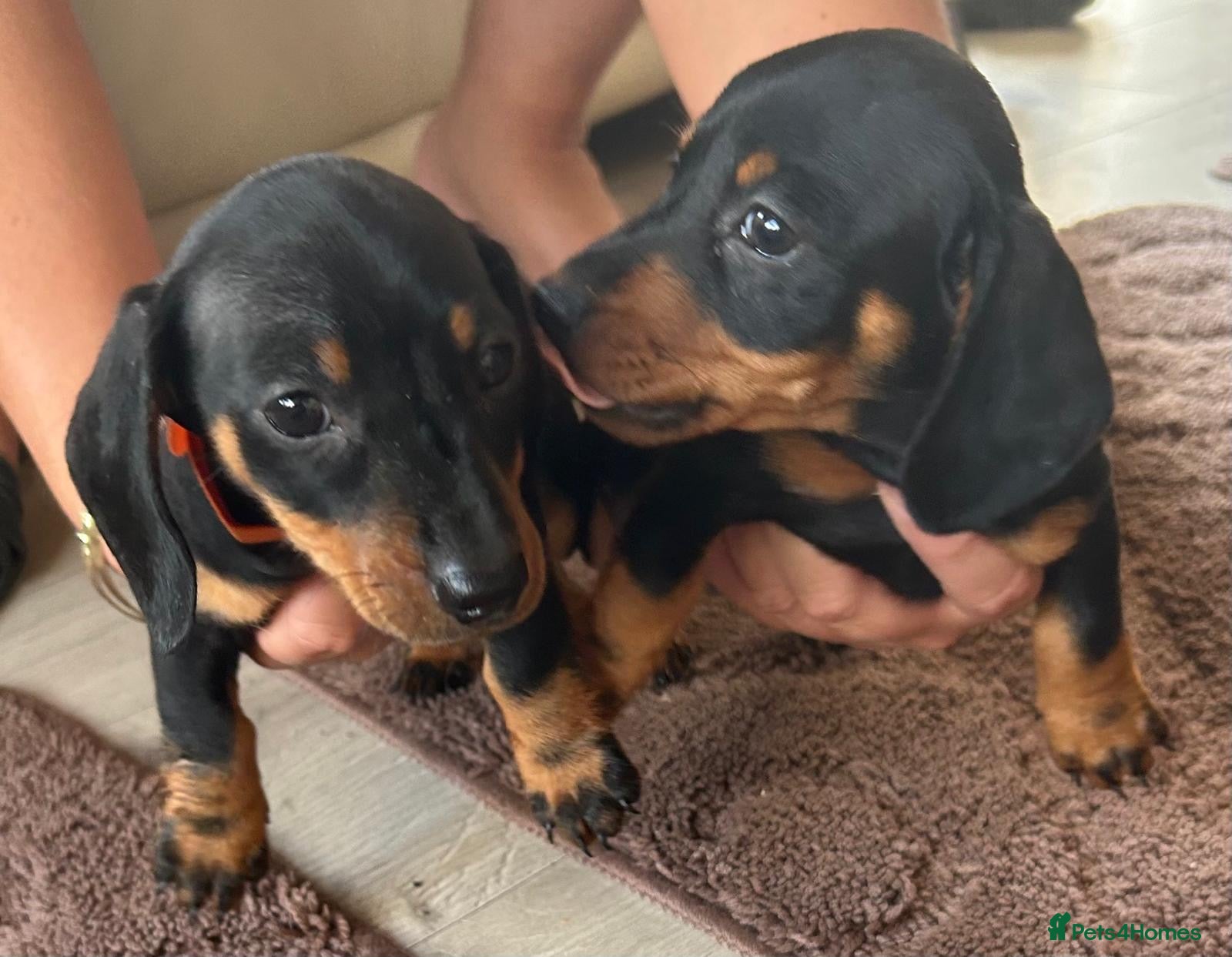 Miniature Dachshund dogs Miniature Dachshund Girls Ready to go now - Advert 17