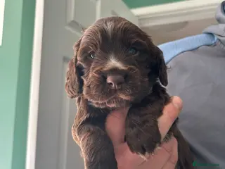 Cocker Spaniel dogs Cocker spaniel puppies - Advert 19