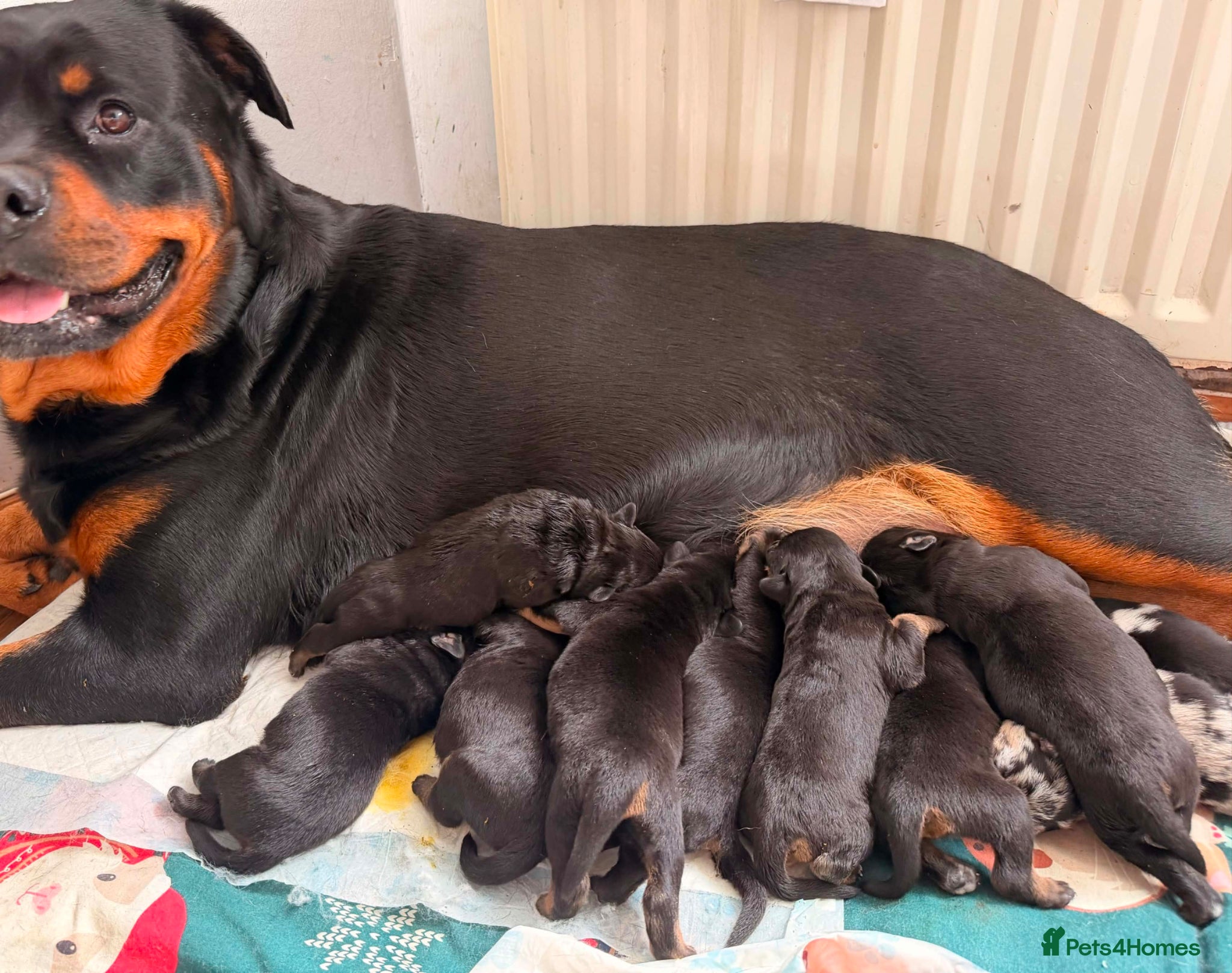 Mixed Breed dogs French bullweiler puppies  - Advert 1