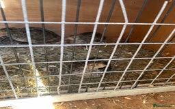 Quail poultry for sale: Male and female Coturnix quails  - Image 6