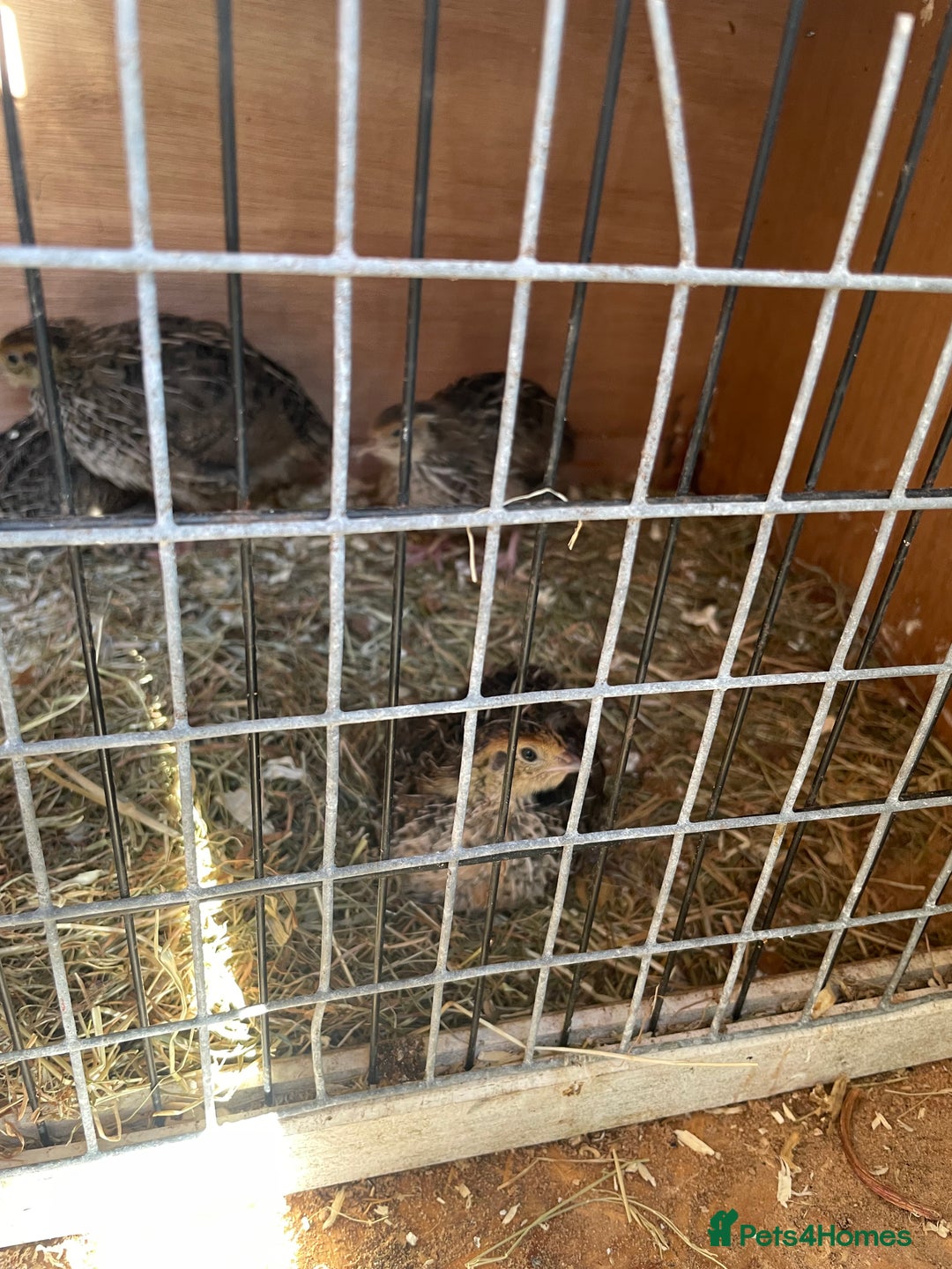 Quail poultry for sale: Male and female Coturnix quails  - Image 6