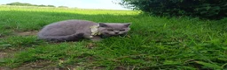 British Shorthair cats for sale: Ready to go. Gccf registered blue BSH kittens - Advert 13