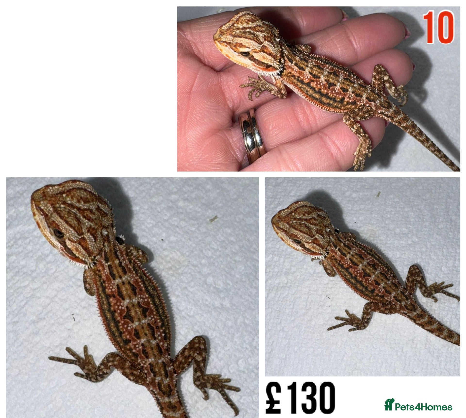 Bearded Dragon reptiles for sale: Baby Bearded Dragons For Sale! - Advert 20