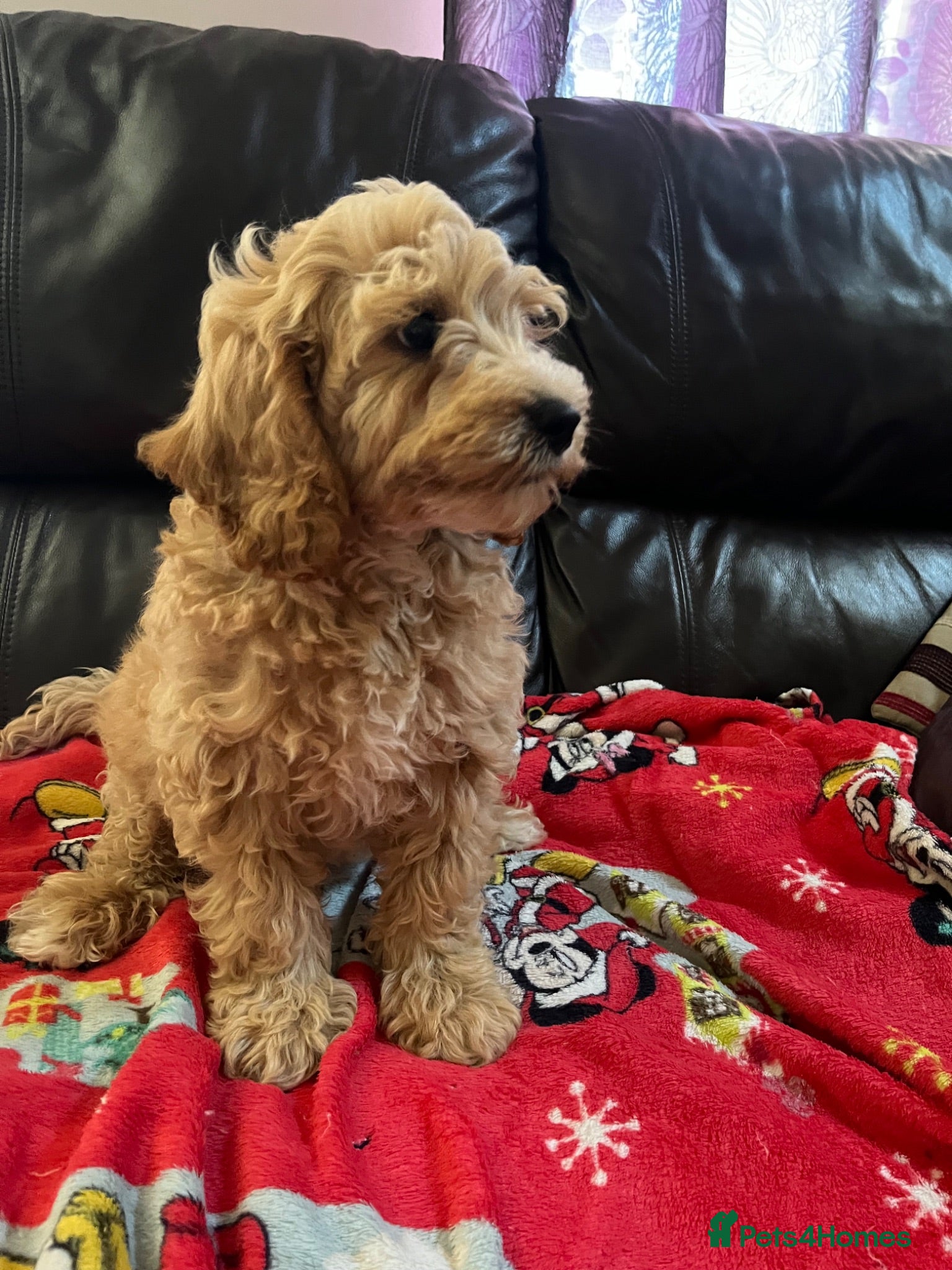 Cavapoochon dogs Cavapoochon boys puppies  - Advert 14